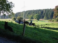 Pferde bei Hadorf 2