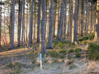 Fichtenwald mit Schonung