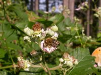 Biene auf Brombeerblüten